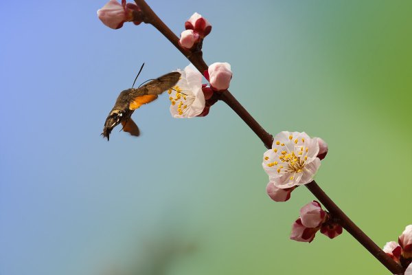 中元节和清明节区别