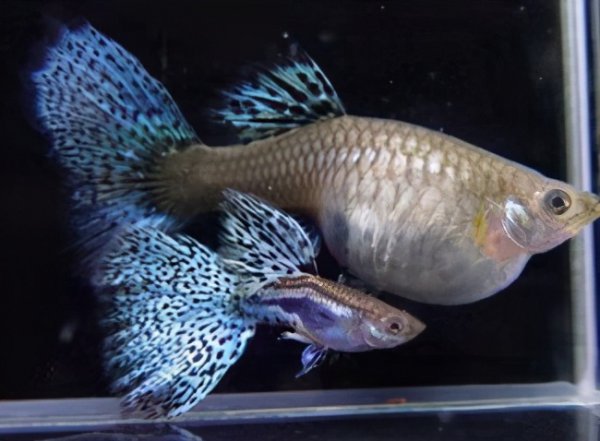 孔雀鱼肚子快涨破了也不生