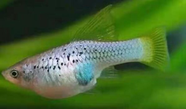 孔雀鱼肚子快涨破了也不生