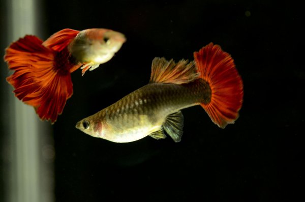 孔雀鱼肚子快涨破了也不生