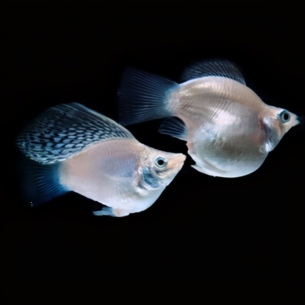 孔雀鱼肚子快涨破了也不生