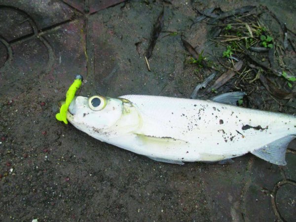 铅头钩钓什么鱼效果最好