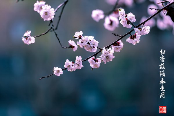 一枝红杏出墙来啥意思