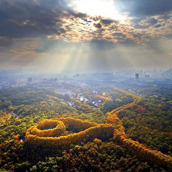 南京的梧桐树是谁种的