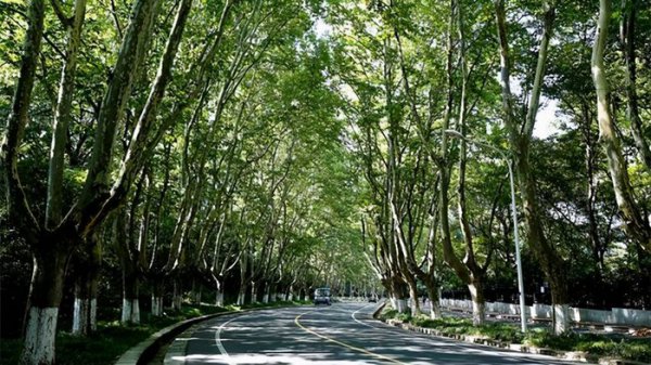 南京的梧桐树是谁种的