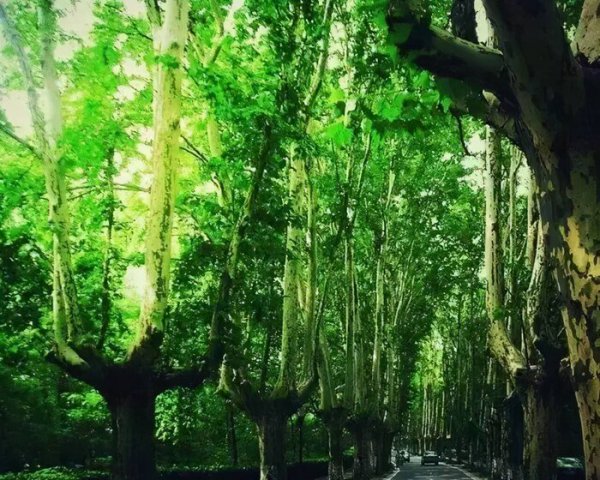 南京的梧桐树是谁种的