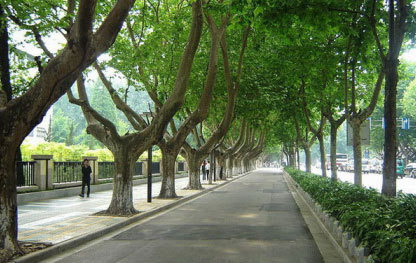 南京的梧桐树是谁种的