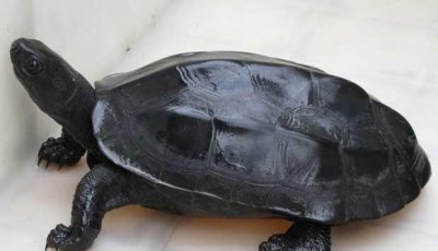 墨龟怎么养才能养好 草龟变为全墨需要几年的时间