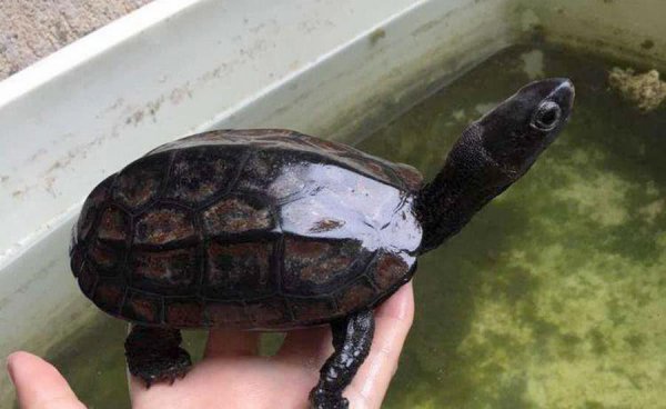 墨龟怎么养才能养好