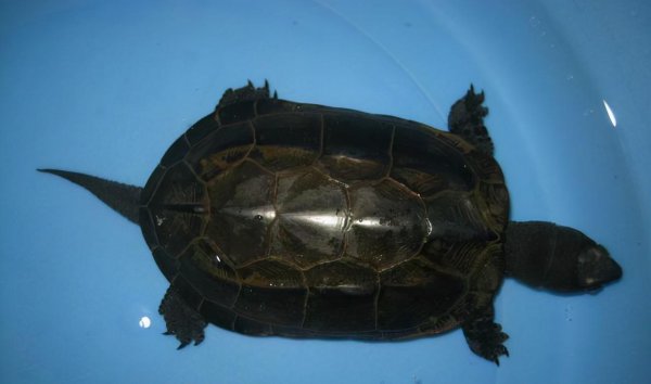 墨龟怎么养才能养好