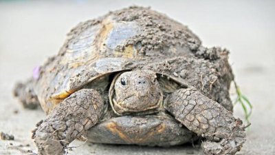 鳄龟多久喂一次比较好 鳄龟的养殖方法及注意事项