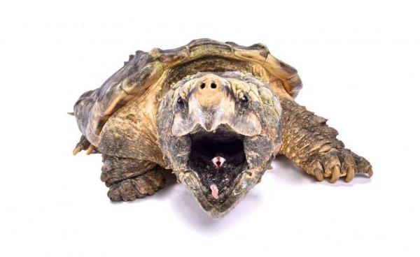 鳄龟多久喂一次比较好