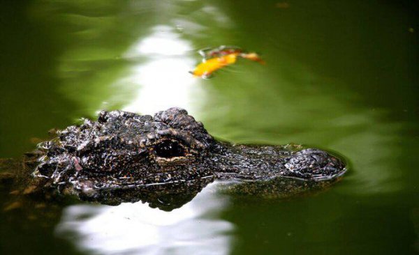 鳄龟多久喂一次比较好