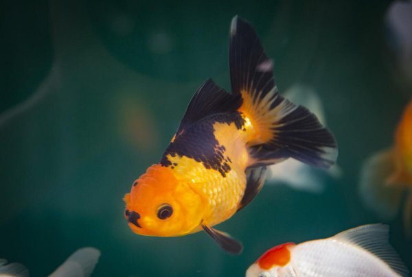 金鱼身上发黑能恢复吗