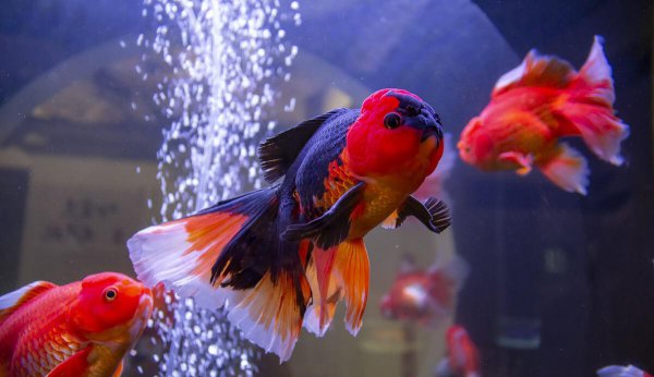 金鱼身上发黑能恢复吗