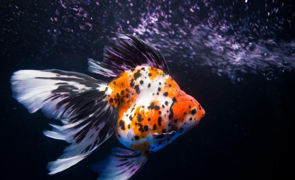 金鱼身上发黑能恢复吗