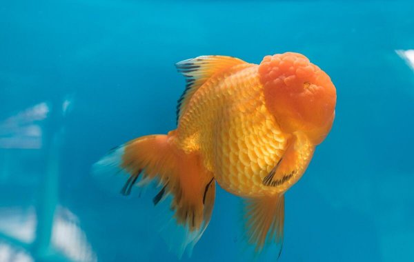 金鱼身上发黑能恢复吗