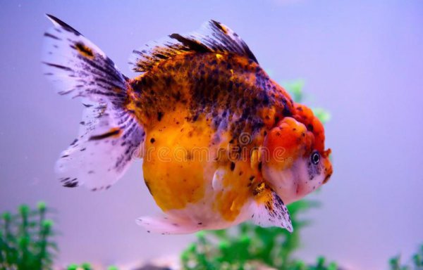 金鱼身上发黑能恢复吗