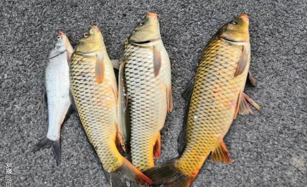 西北风钓鱼最佳钓位