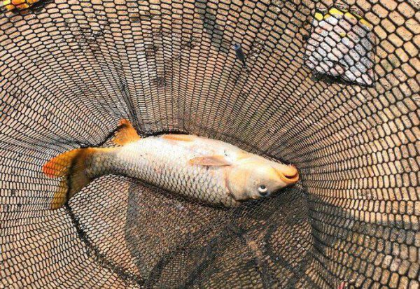 西北风钓鱼最佳钓位