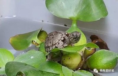 剃刀龟怎么分公母 剃刀龟的养殖方法和注意事项有哪些