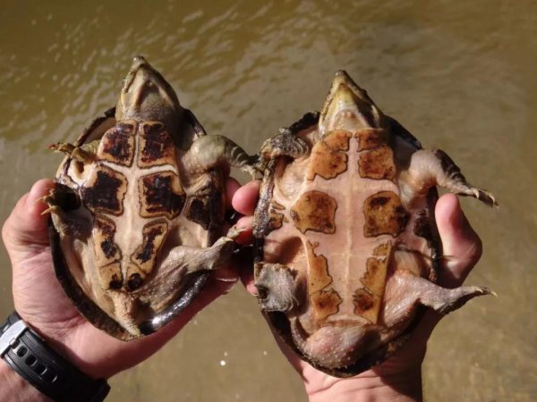 剃刀龟怎么分公母