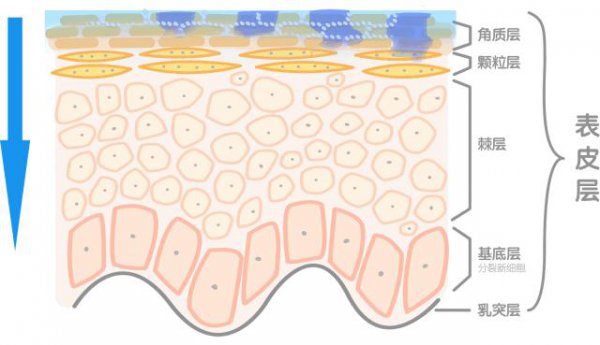 兰蔻粉水含酒精吗