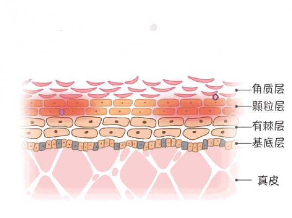 兰蔻粉水含酒精吗
