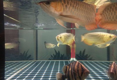 龙鱼最佳配鱼有哪些 七种适合和龙鱼混养的鱼类介绍