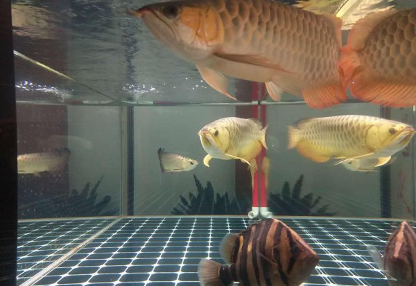 龙鱼最佳配鱼有哪些