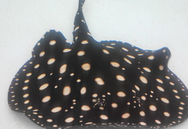 龙鱼最佳配鱼有哪些