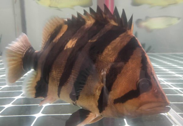 龙鱼最佳配鱼有哪些