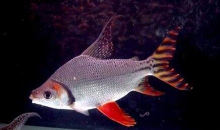 龙鱼最佳配鱼有哪些