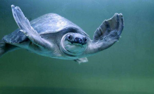 龙鱼最佳配鱼有哪些