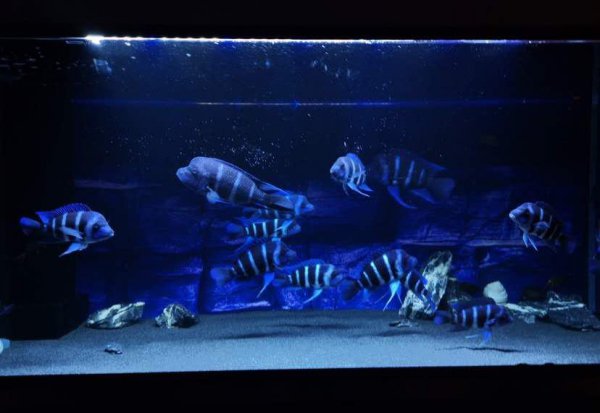 龙鱼最佳配鱼有哪些