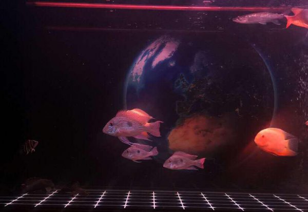 龙鱼最佳配鱼有哪些