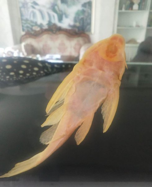 龙鱼最佳配鱼有哪些