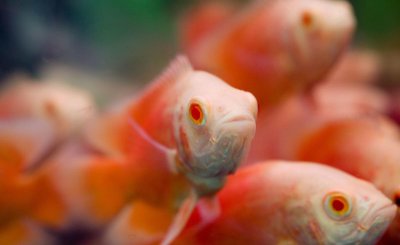 鱼缸ph值高了怎么降下来 ph值异常对鱼类有何影响