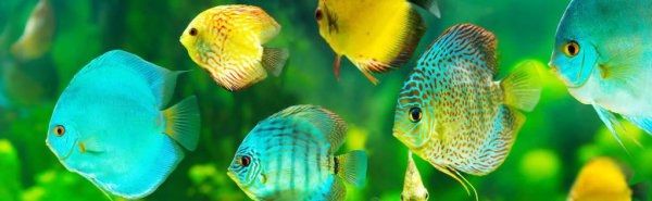 鱼缸ph值高了怎么降下来