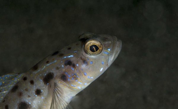 鱼缸ph值高了怎么降下来