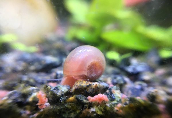 鱼缸ph值高了怎么降下来