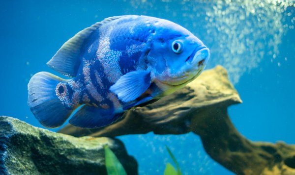 鱼缸ph值高了怎么降下来