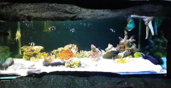 鱼缸ph值高了怎么降下来