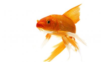 黄金龙凤锦鲤为什么很少人养 养殖龙凤锦鲤的要求有哪些