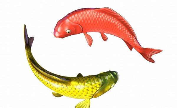 黄金龙凤锦鲤为什么很少人养