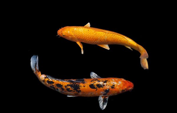 黄金龙凤锦鲤为什么很少人养