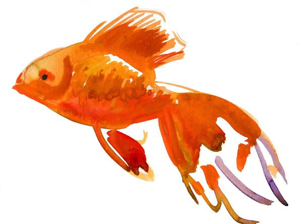 黄金龙凤锦鲤为什么很少人养