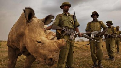 现在白犀牛灭绝了吗 北白犀还有可能进行体外受精吗