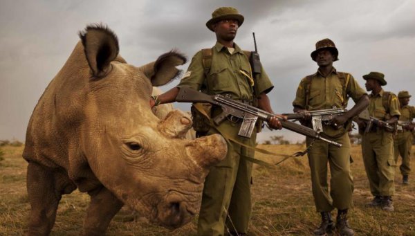 现在白犀牛灭绝了吗