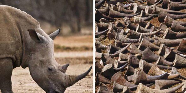 现在白犀牛灭绝了吗